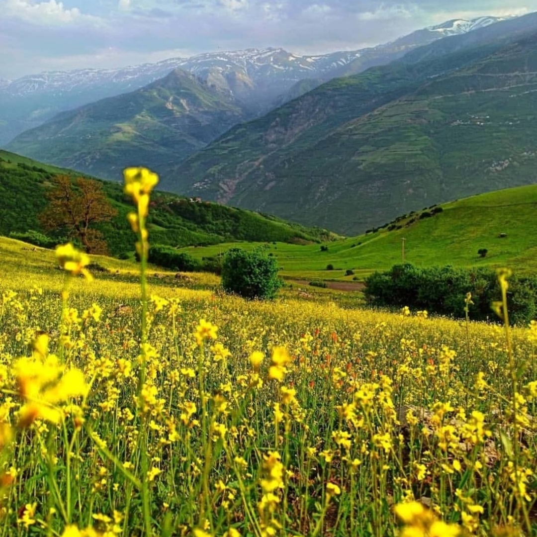 سیما پارسازاد شهزاده رویای من